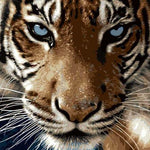 Malowanie po numerach Tygrys z niebieskimi oczami - Malowanie po numerach ekspert