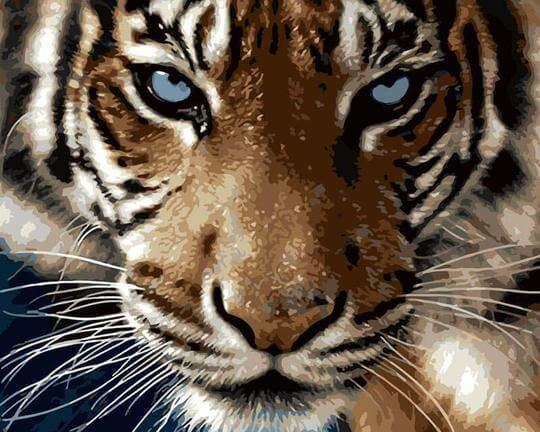 Malowanie po numerach Tygrys z niebieskimi oczami - Malowanie po numerach ekspert